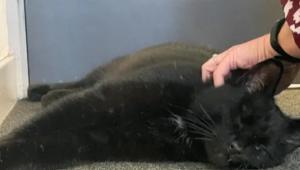 Öt éve elkóborolt egy macska Skóciában, most egy tengeri oljafúró tornyon találták rá