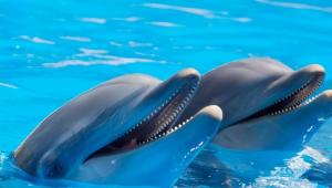 Megerőszakolt egy anakondát két delfin Bolíviában