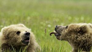 Medve Alaszkában