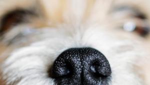 A kutyák orrlenyomata épp olyan egyedi, mint az emberi ujjlenyomat – de mit kezdhetünk vele?