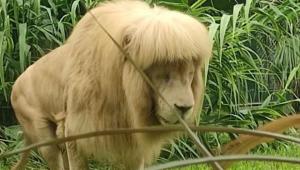 Frufruja lett egy oroszlánnak Kínában, az állatkert szerint saját magának csinálta