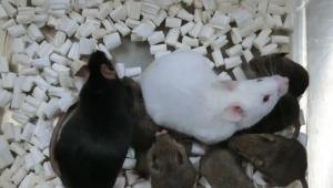 Először klónoztak egeret fagyasztva szárított bőrsejtekből