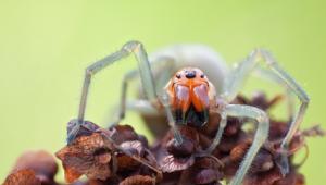 Ausztráliában 48 új pókfajt fedeztek fel a tudósok
