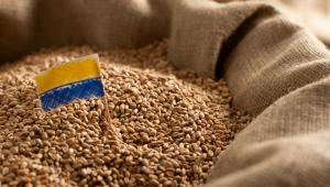 Kiváló lett az idei ukrán gabonatermés