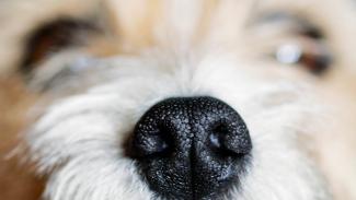 A kutyák orrlenyomata épp olyan egyedi, mint az emberi ujjlenyomat – de mit kezdhetünk vele?