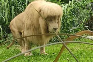 Frufruja lett egy oroszlánnak Kínában, az állatkert szerint saját magának csinálta