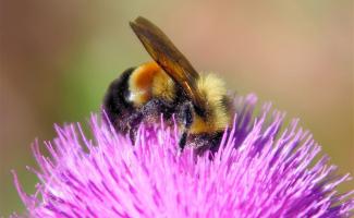 Kettészakította a hazai méhésztársadalmat az aszály