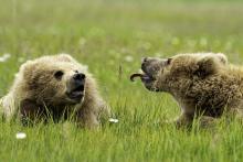 Medve Alaszkában